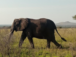 Ngorongoro Tanzania